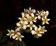 Comandra umbellilatum 20-9845